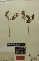 Isotype of Ochna davilliflora Gilg ex Tiegh. [family OCHNACEAE]