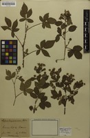 Filed as Rubus divaricatus P.J.Müll. [family ROSACEAE]