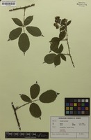 Isotype of Rubus conothyrsoides H.E.Weber [family ROSACEAE]