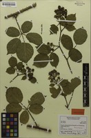 Holotype of Rubus caninitergi H.E.Weber [family ROSACEAE]