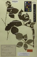 Syntype of Rubus macrostemon Focke [family ROSACEAE]