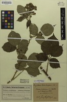 Syntype of Rubus infestiformis Sudre [family ROSACEAE]
