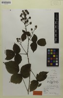 Holotype of Rubus grossus H.E.Weber [family ROSACEAE]