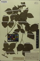 Lectotype of Rubus sendtneri Progel [family ROSACEAE]
