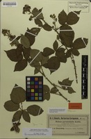 Type of Rubus pyramidalis f. subglandulosa F.Kretzer [family ROSACEAE]