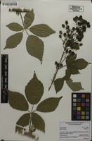 Filed as Rubus pericrispatus Holub & Trávn. [family ROSACEAE]