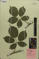 Holotype of Rubus occultiglans Meierott [family ROSACEAE]