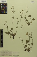 Filed as Potentilla aurea x crantzii [family ROSACEAE]