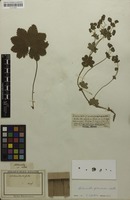 Filed as Alchemilla glaucescens Wallr. [family ROSACEAE]