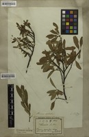 Filed as Prunus pumila L. [family ROSACEAE]