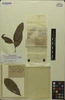 Original material? of Aphania sphaerococca Radlk. [family SAPINDACEAE]