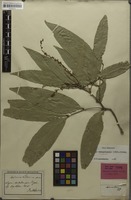 Holotype of Aphania loheri Radlk. [family SAPINDACEAE]