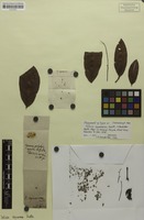 Isotype of Talisia squarrosa Radlk. [family SAPINDACEAE]