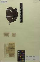 Isotype of Guioa contracta Radlk. [family SAPINDACEAE]