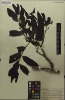 Isosyntype of Matayba stenodictya Radlk. [family SAPINDACEAE]