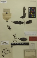 Isolectotype of Guioa patentinervis Radlk. [family SAPINDACEAE]