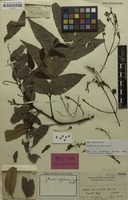 Holotype of Guioa sulphurea Radlk. [family SAPINDACEAE]