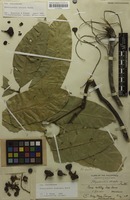 Syntype of Rhysotoechia striata Radlk. [family SAPINDACEAE]