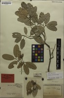 Isolectotype of Arytera chartacea Radlk. [family SAPINDACEAE]