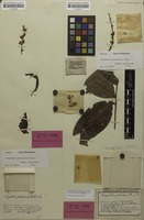 Isolectotype of Harpullia petiolaris Radlk. [family SAPINDACEAE]