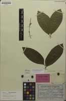 Isotype of Harpullia leichhardtii F.Muell. [family SAPINDACEAE]