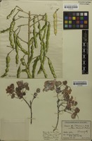 Filed as Cassia petersiana Bolle [family FABACEAE]