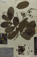 Holotype of Machaerium macrophyllum Benth. [family FABACEAE]