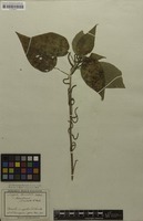 Filed as Acalypha brasiliensis Müll.Arg. [family EUPHORBIACEAE]