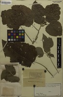 Holotype of Acalypha fragilis Pax & K.Hoffm. [family EUPHORBIACEAE]