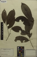 Filed as Balonga buchholzii (Engl. & Diels) Le Thomas [family ANNONACEAE]