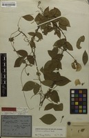 Syntype of Centrosema molle Mart. ex Benth. [family FABACEAE]