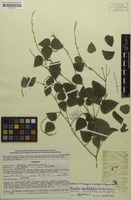 Isotype of Phaseolus maculatifolius Freytag & Debouck [family FABACEAE]