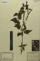 Isosyntype of Celosia schweinfurthiana Schinz [family AMARANTHACEAE]