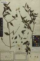 Original material of Mogiphanes ramosissima Mart. [family AMARANTHACEAE]