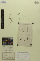 Isosyntype of Alternanthera raimondii Suess. [family AMARANTHACEAE]