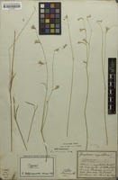 Syntype of Gomphrena angustiflora Mart. [family AMARANTHACEAE]