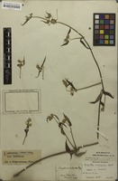 Isotype of Hebanthe holosericea Mart. [family AMARANTHACEAE]