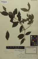 Holotype of Iresine laurifolia Suess. [family AMARANTHACEAE]