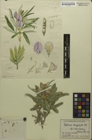 Filed as Tephrosia dasyphylla Baker [family FABACEAE]