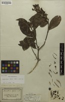 Holotype of Banisteria sepium A.Juss. [family MALPIGHIACEAE]