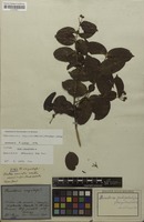 Isotype of Banisteria virgultosa Mart. ex A.Juss. [family MALPIGHIACEAE]