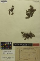 Isotype of Guilleminea elongata Mears [family AMARANTHACEAE]