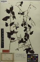 Syntype of Urvillea stipitata Radlk. [family SAPINDACEAE]