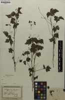 Syntype of Cardiospermum strictum Radlk. [family SAPINDACEAE]