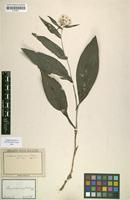 Filed as Anaphalis triplinervis C.B.Clarke [family ASTERACEAE]