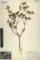 Type of Dilepis dichotoma Suess. & Merxm. [family ASTERACEAE]