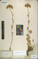 Type of Pyrethrum leucophyllum Boiss. & Hausskn. [family ASTERACEAE]