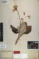 Holotype of Staehelina arborea Schreb. [family ASTERACEAE]