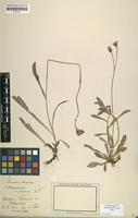 Syntype of Hieracium auricula var. pilosum Nägeli & Peter [family ASTERACEAE]