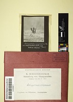 Acrospermum compressum Tode : Fr.